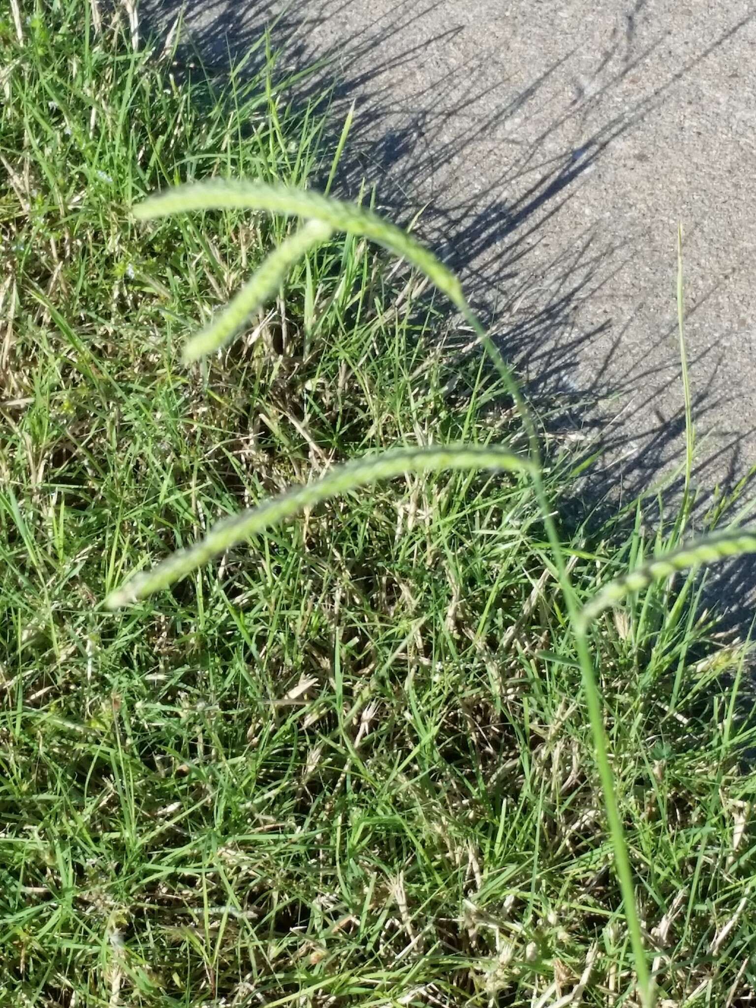 Image of dallisgrass