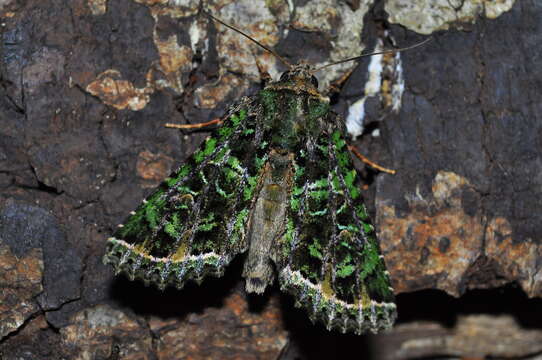 Image of Heterochroma beryllus Guenée 1852