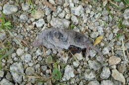 Image of greater white-toothed shrew, house shrew