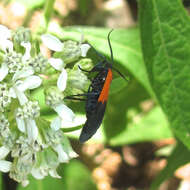 Image of Black-and-yellow Lichen Moth