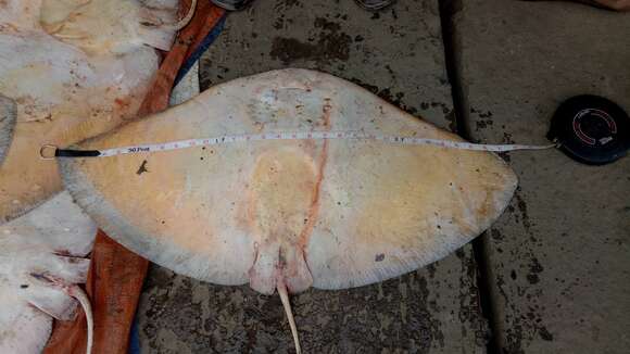 Image of Longtail Butterfly Ray