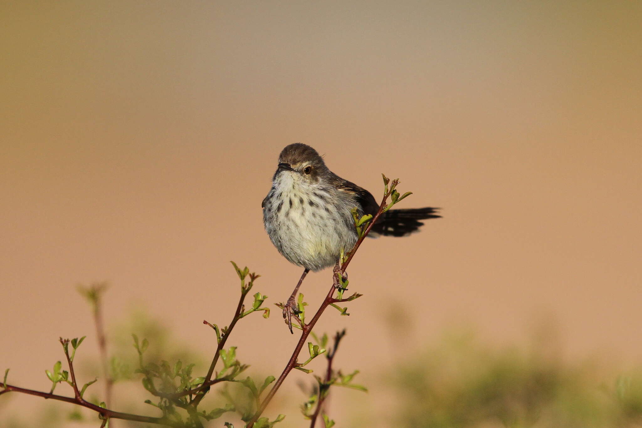 Image of Prinia maculosa psammophila Clancey 1963