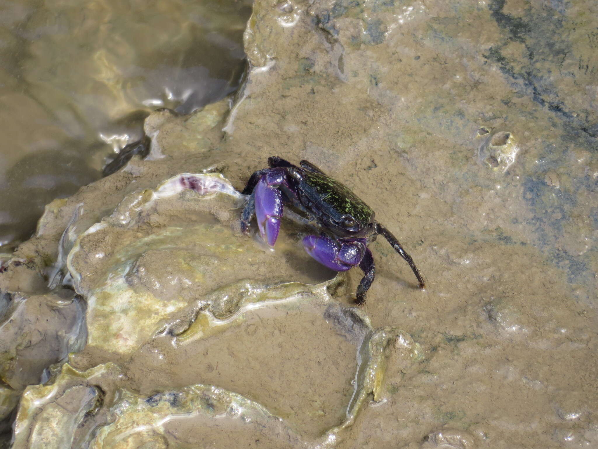 Image of Metopograpsus frontalis Miers 1880