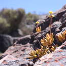 Слика од Crassula subacaulis Schönl. & Baker fil.