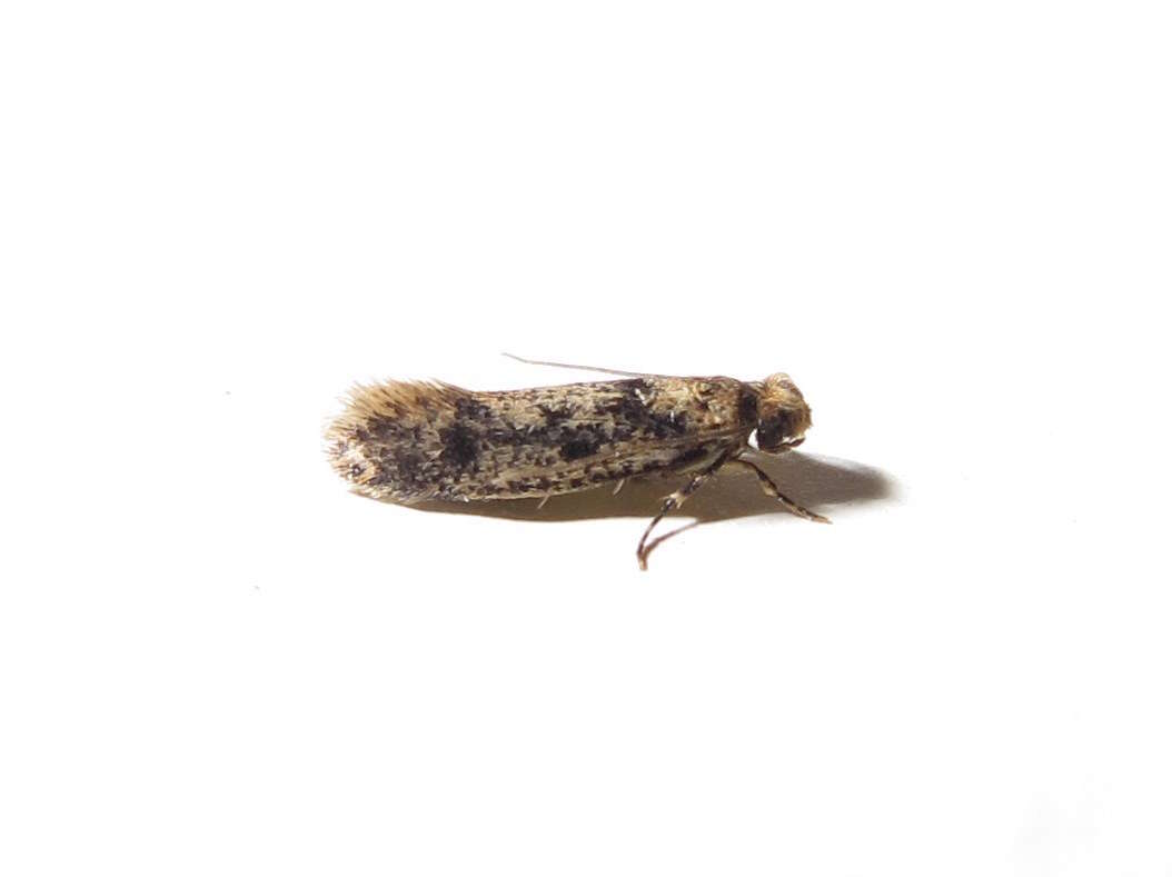 Image of Brown-dotted Clothes Moth