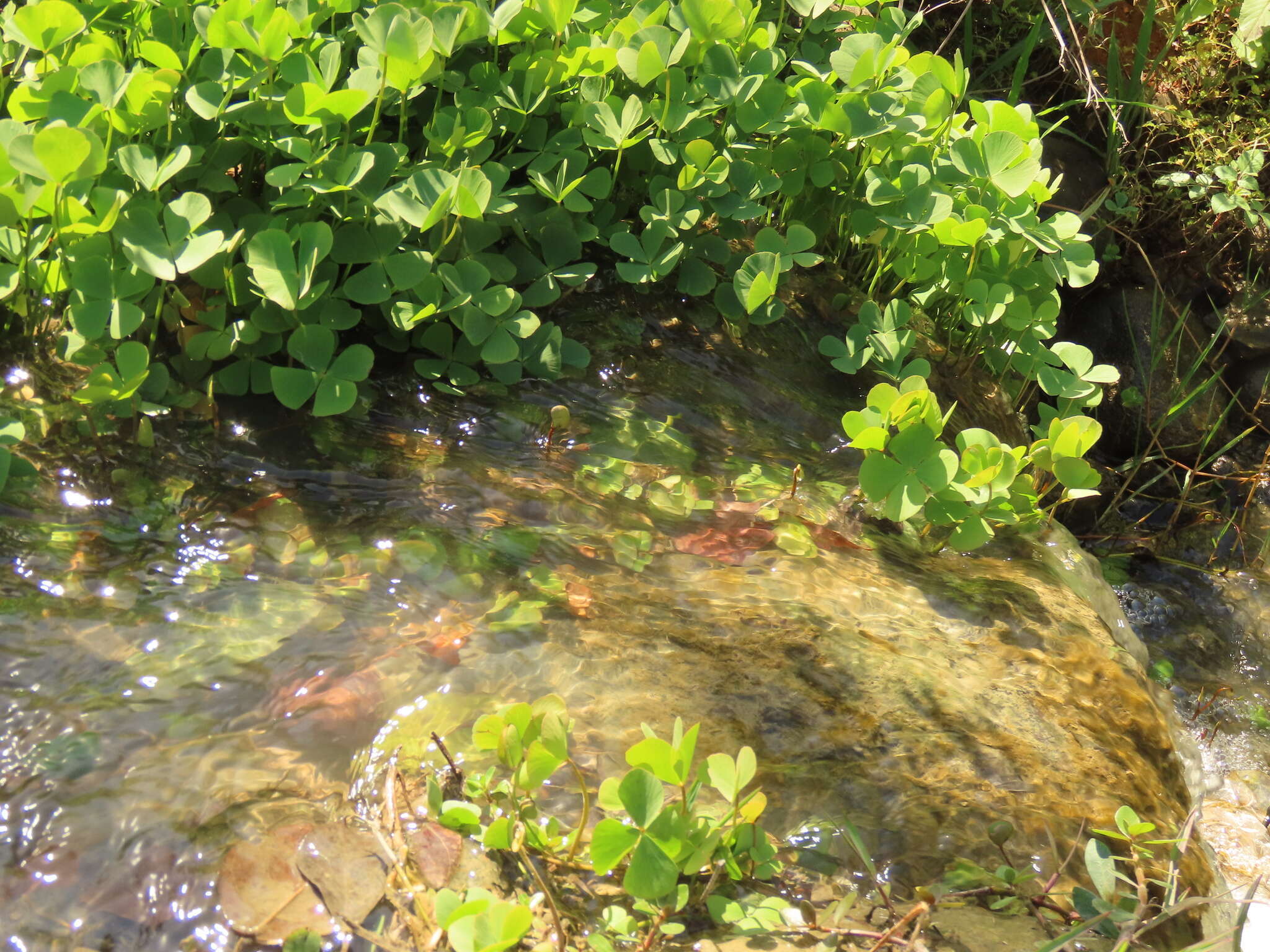 Imagem de Marsilea minuta L.