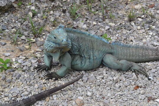 Cyclura lewisi Grant 1940 resmi