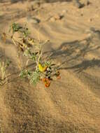 Image de Crotalaria saharae Coss.