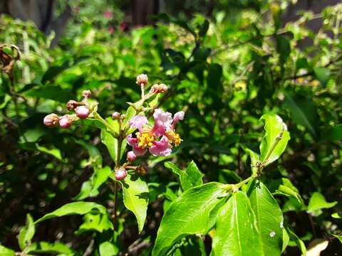 Imagem de Malpighia glabra L.