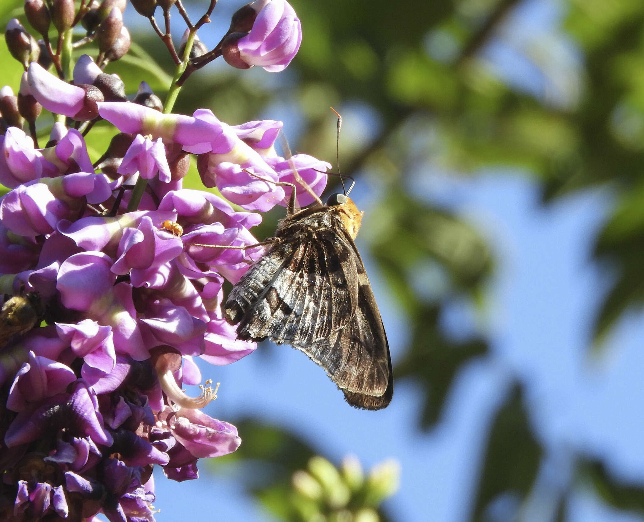 Image of Mercurial Skipper