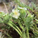 Image de Leucheria daucifolia (Don) J. V. Crisci