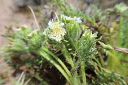 Image de Leucheria daucifolia (Don) J. V. Crisci