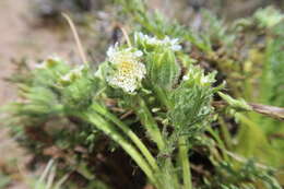 Leucheria daucifolia (Don) J. V. Crisci resmi