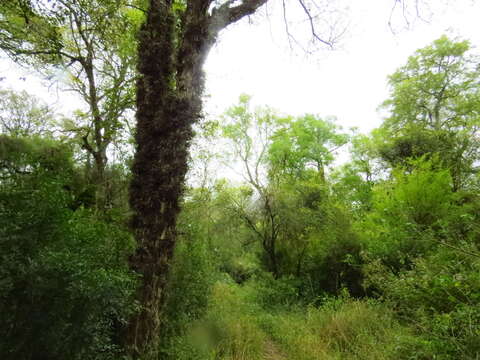 Image of Gleditsia amorphoides (Griseb.) Taub.