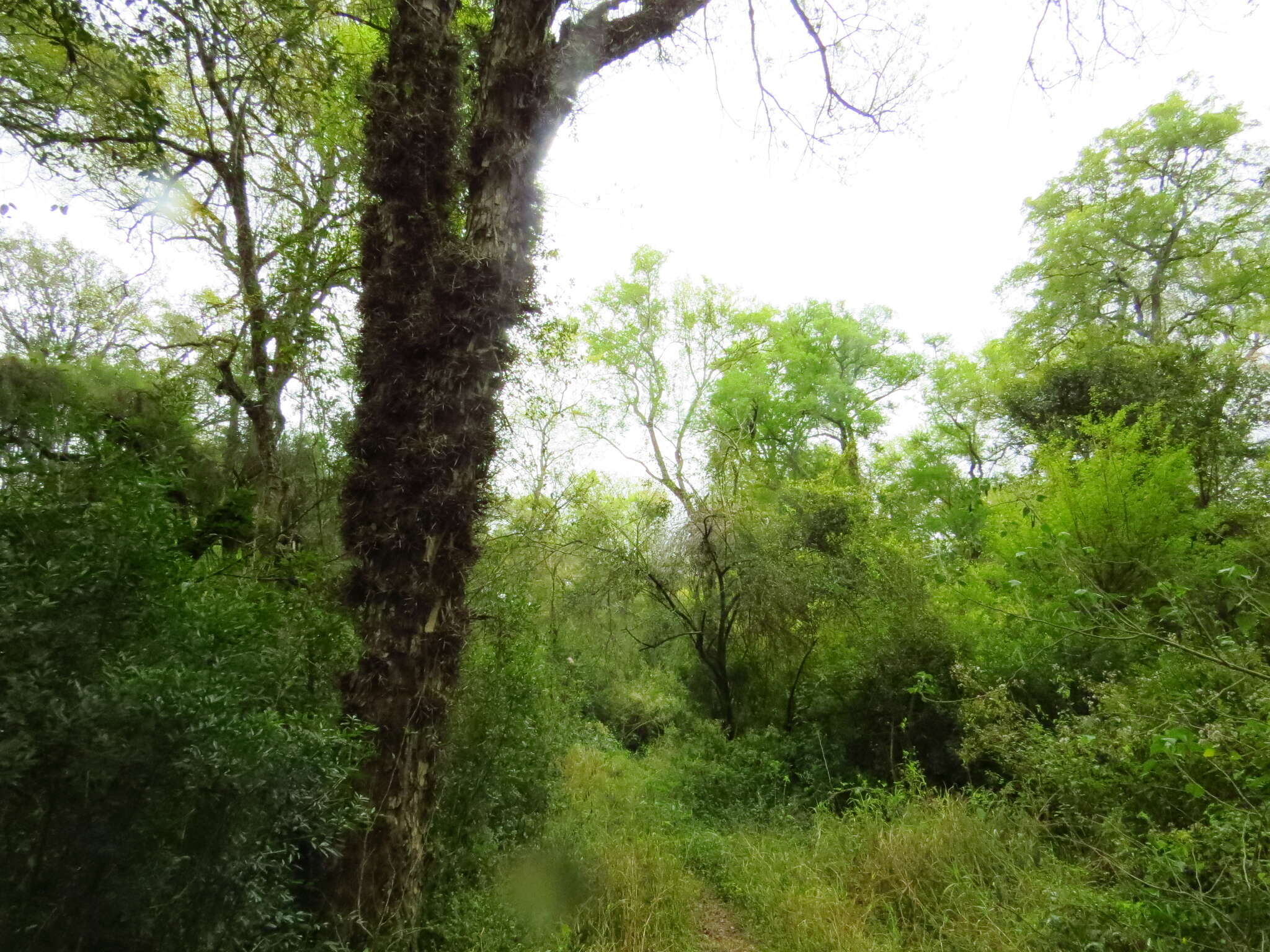 Imagem de Gleditsia amorphoides (Griseb.) Taub.