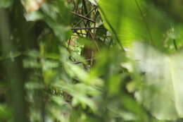 Image of Pallid Dove