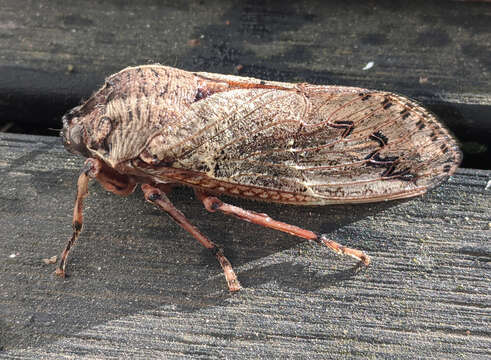 Image of Tettigarcta