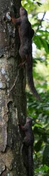 Image of Red-legged Sun Squirrel