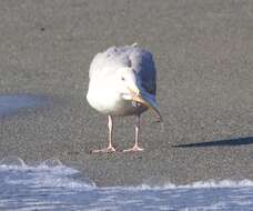 Image of Surf smelt