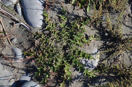 Image of Musk Thistle