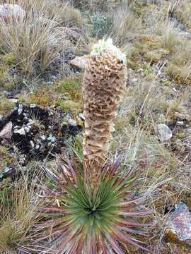 Image de Puya trianae Baker