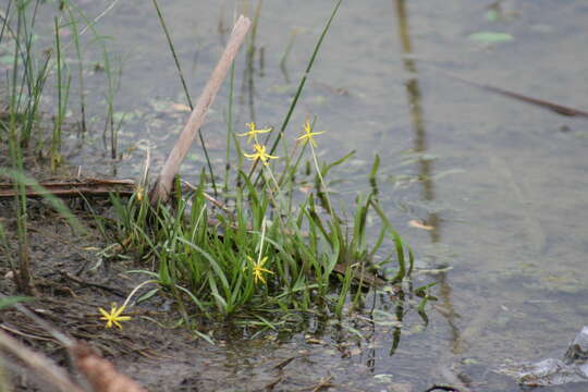 Image of grassleaf mudplantain