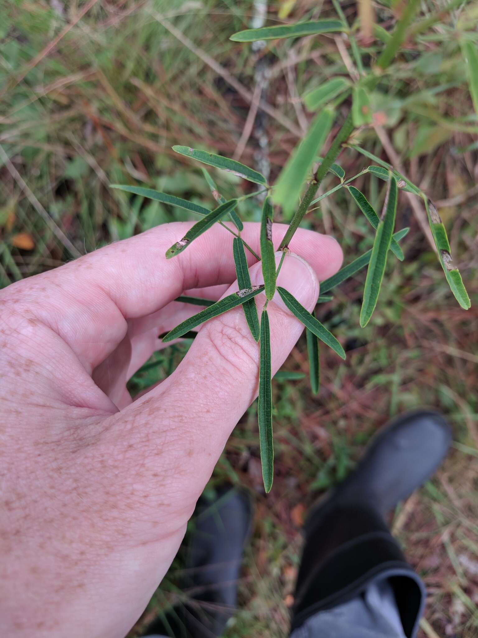 Sivun Desmodium strictum (Pursh) DC. kuva