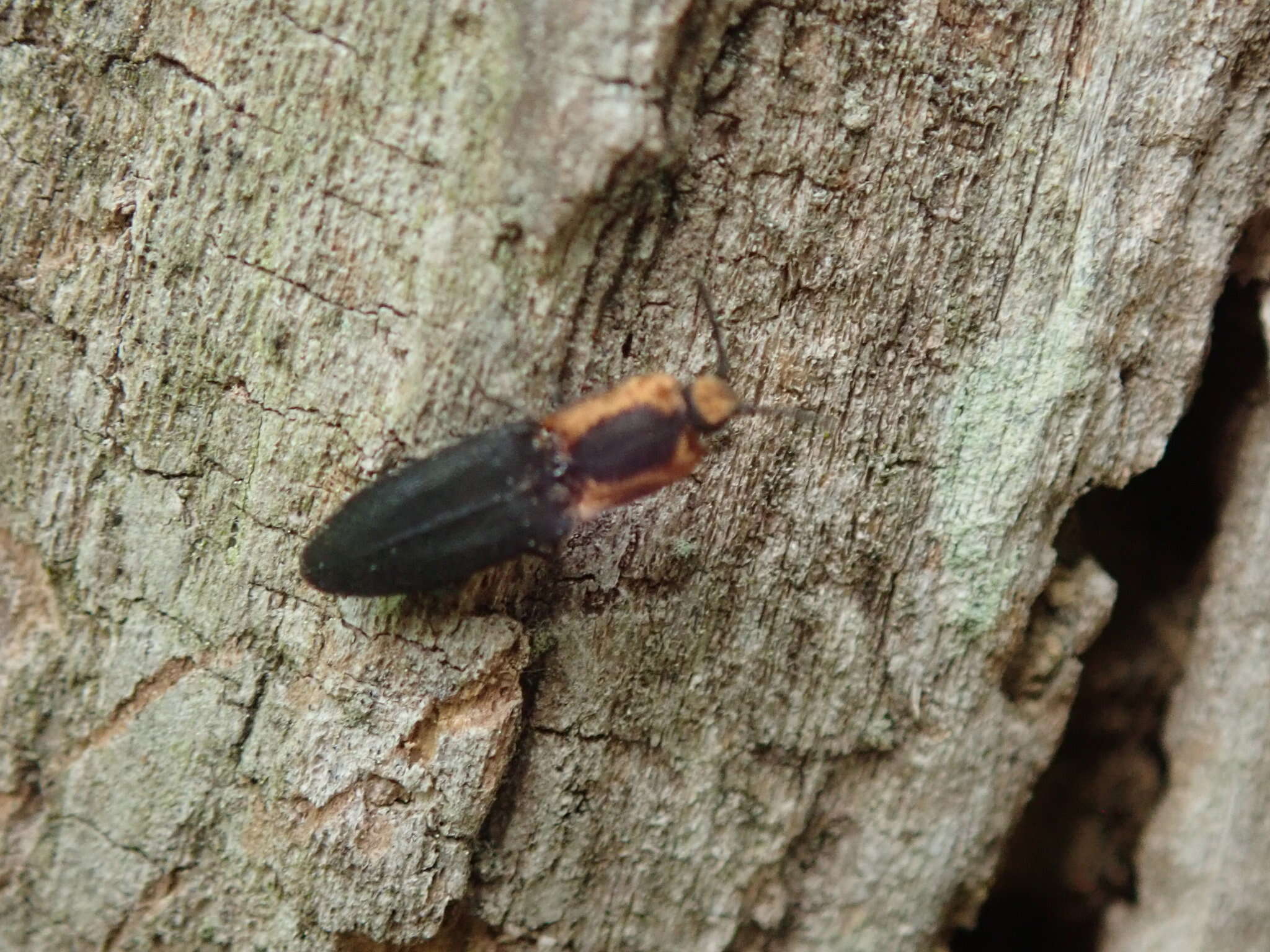 Image of Lacon discoideus (Weber 1801)