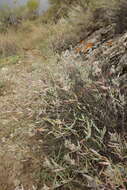 Image of Caryopteris mongholica Bunge