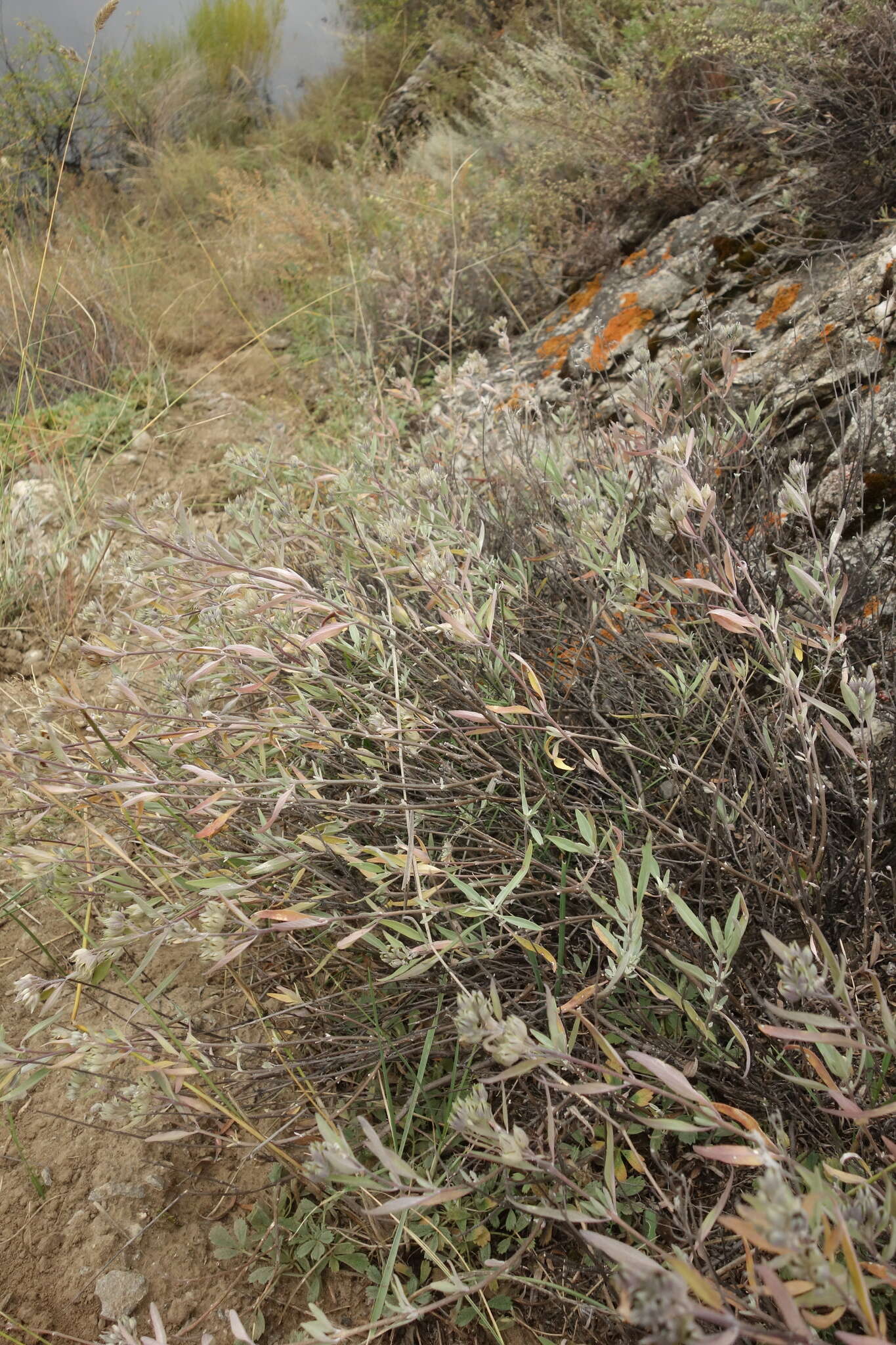 Image of Caryopteris mongholica Bunge