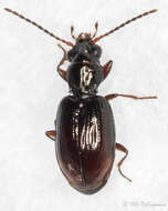 Image of Bembidion (Trepanedoris) doris (Panzer 1796)