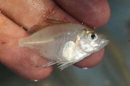 Image of Indian Glassy Fish