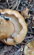 Image of Tricholoma populinum J. E. Lange 1933