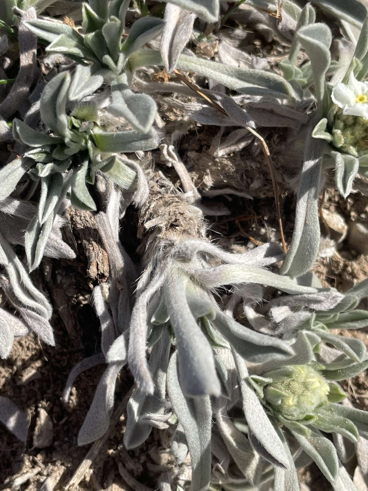 Image of roundspike cryptantha