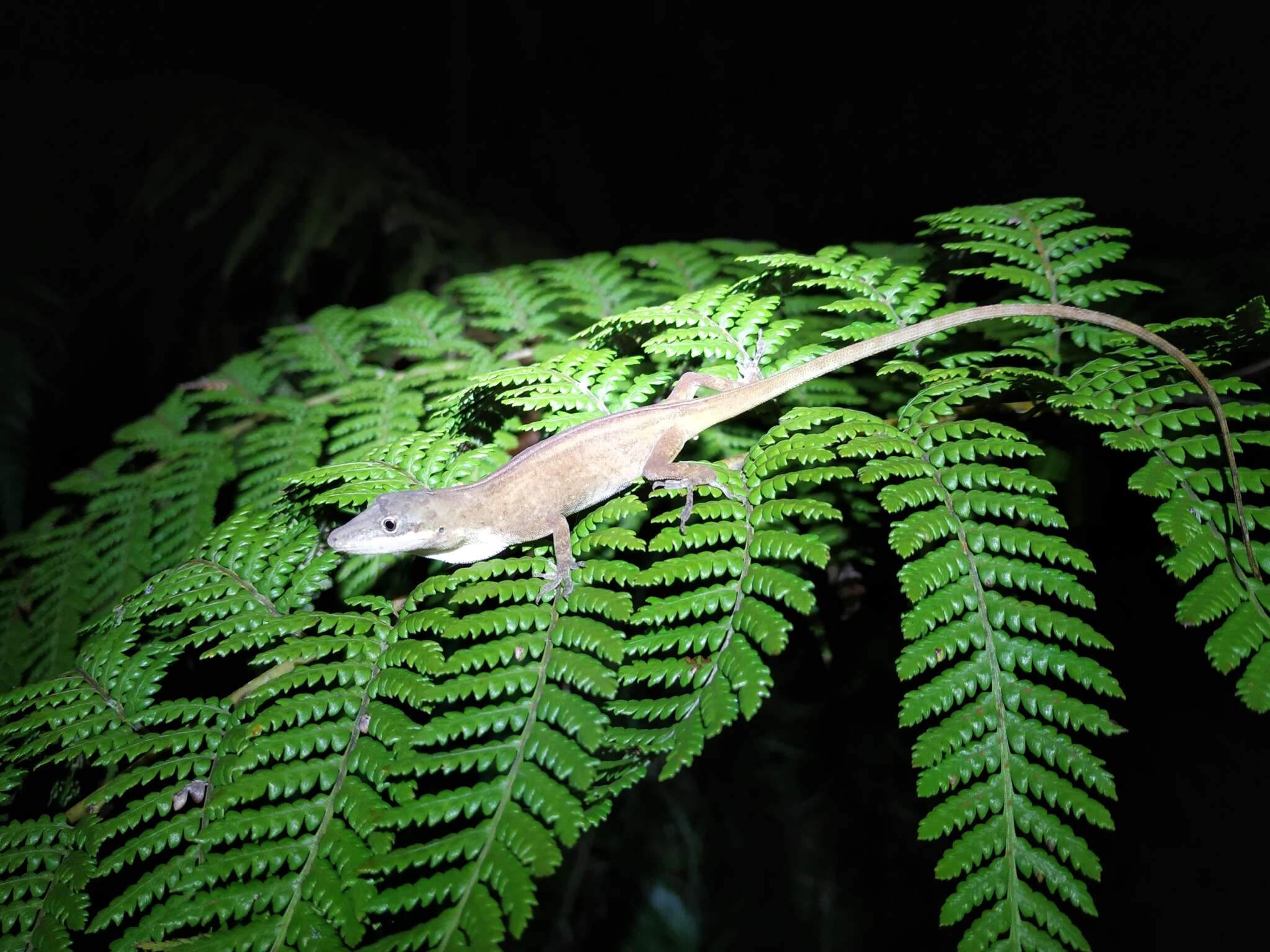 Image of Kempton's Anole