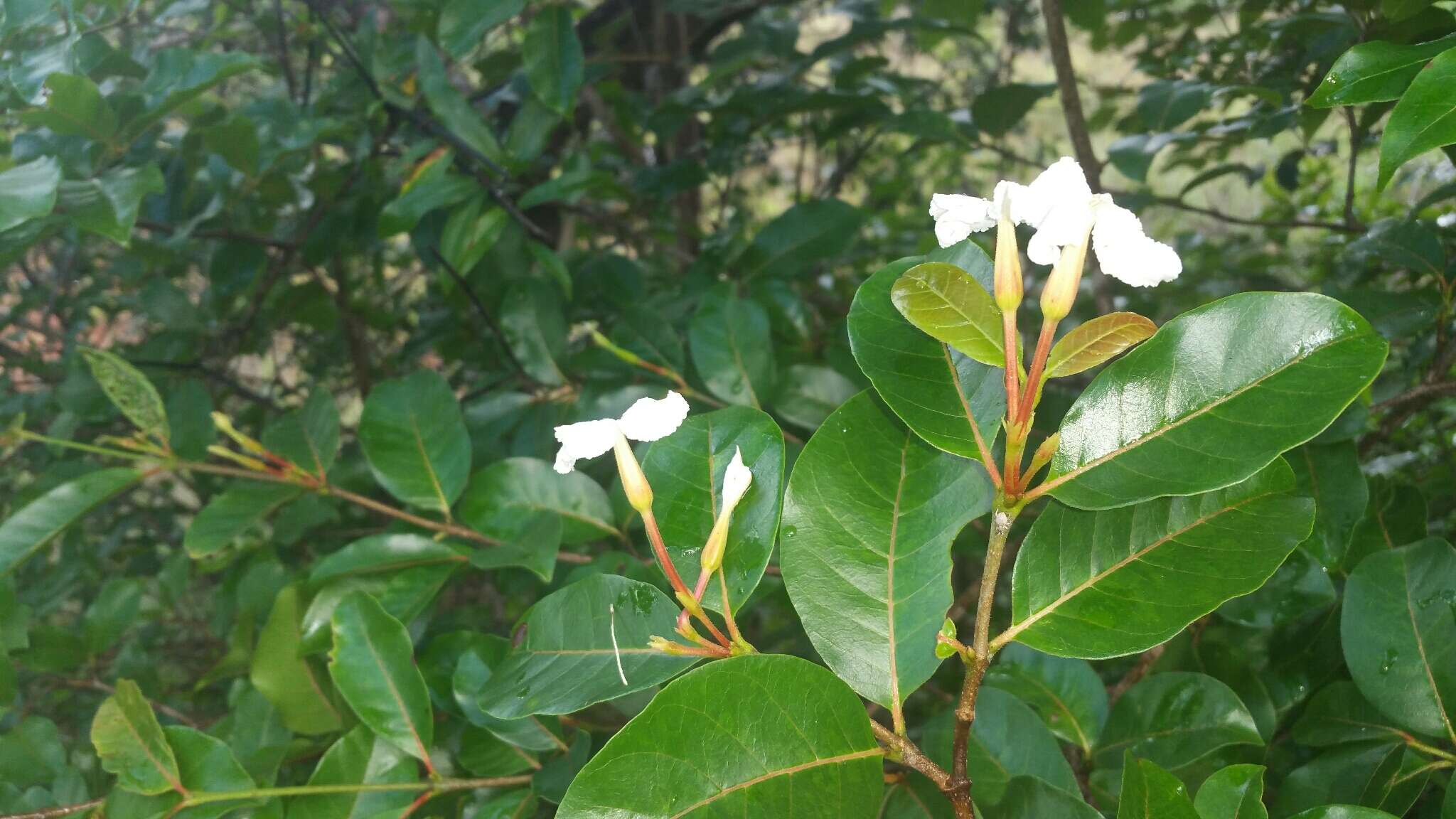 Image of Mascarenhasia lisianthiflora A. DC.