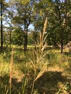 Image of Short-Beard Plume Grass