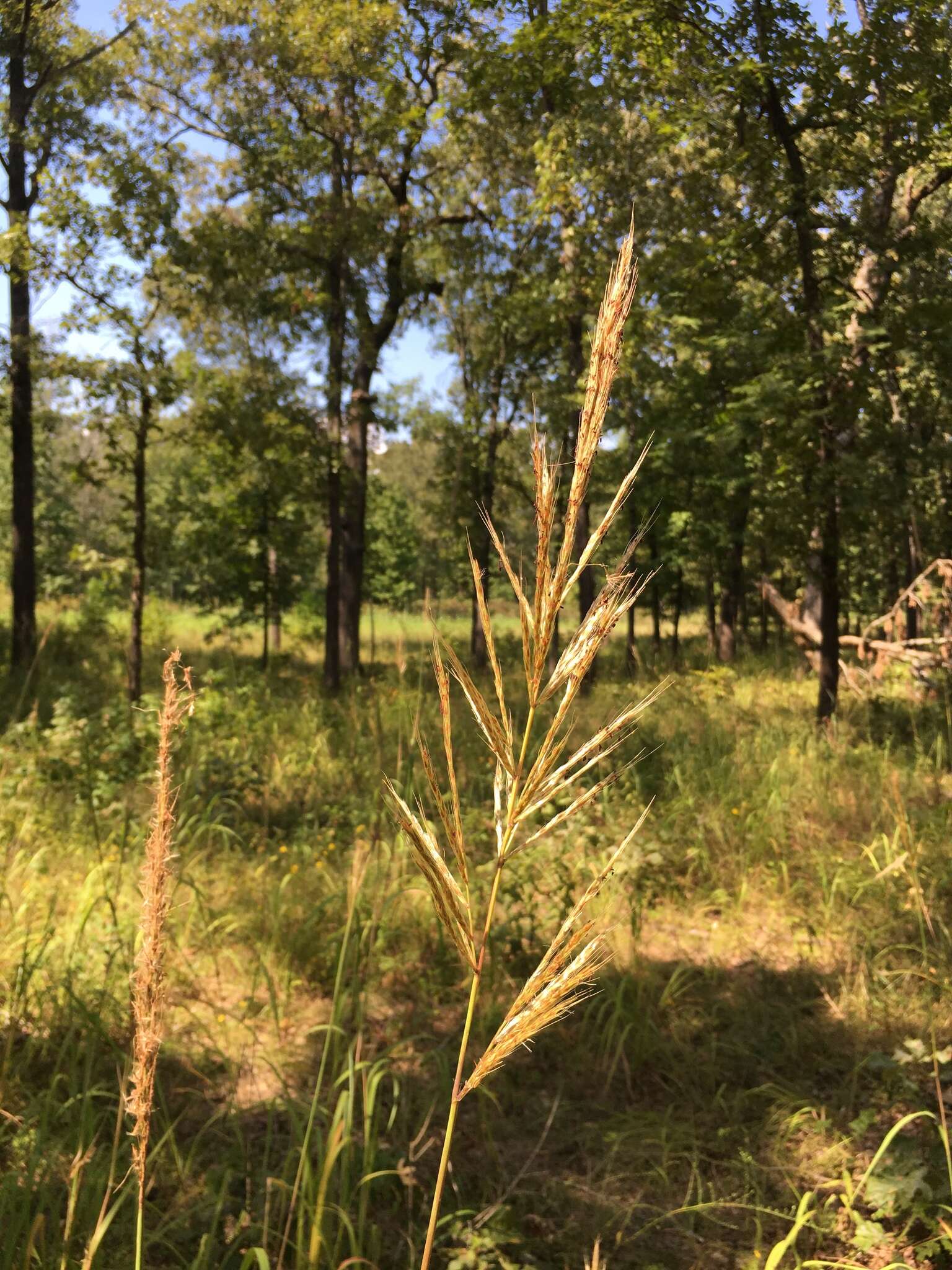 Image of Short-Beard Plume Grass