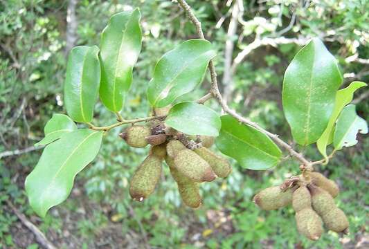 Image of Uvaria lucida subsp. virens (N. E. Br.) Verdc.