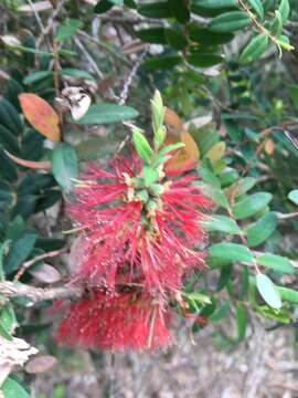 Image of Melaleuca hypericifolia Sm.