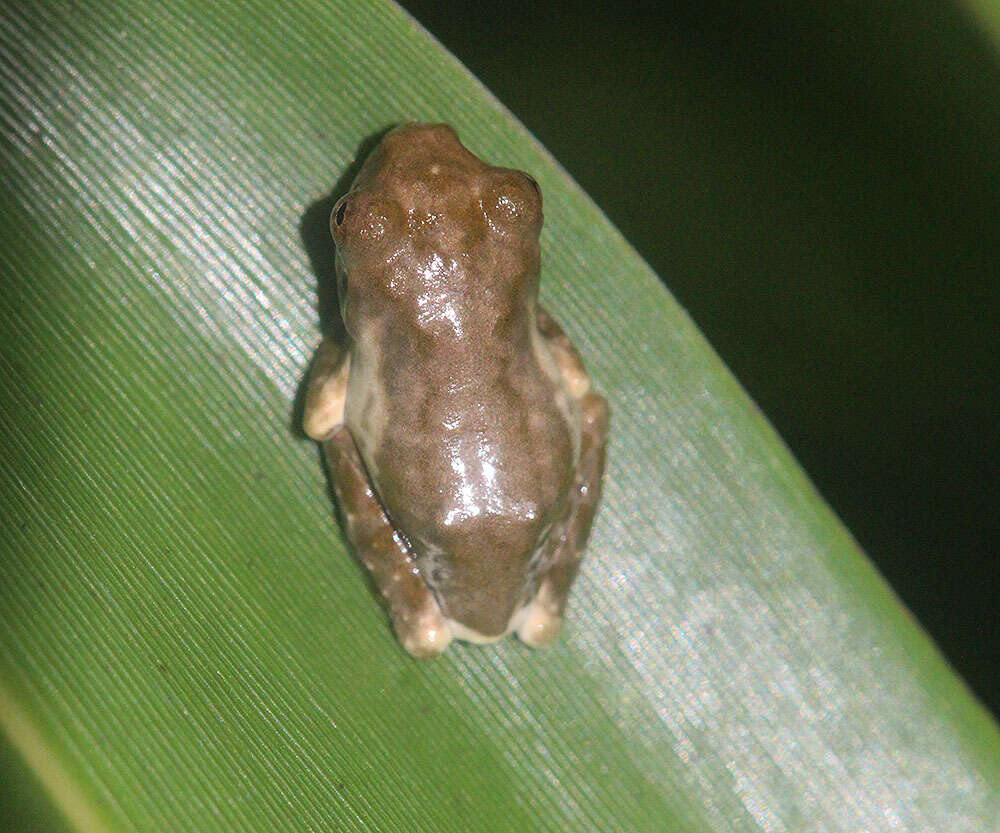 Image of Kurixalus bisacculus (Taylor 1962)