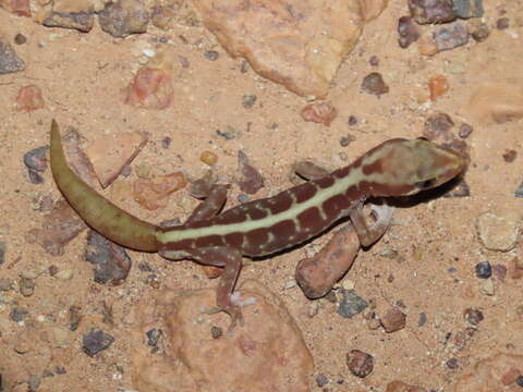 Image of Pale-striped Ground Gecko