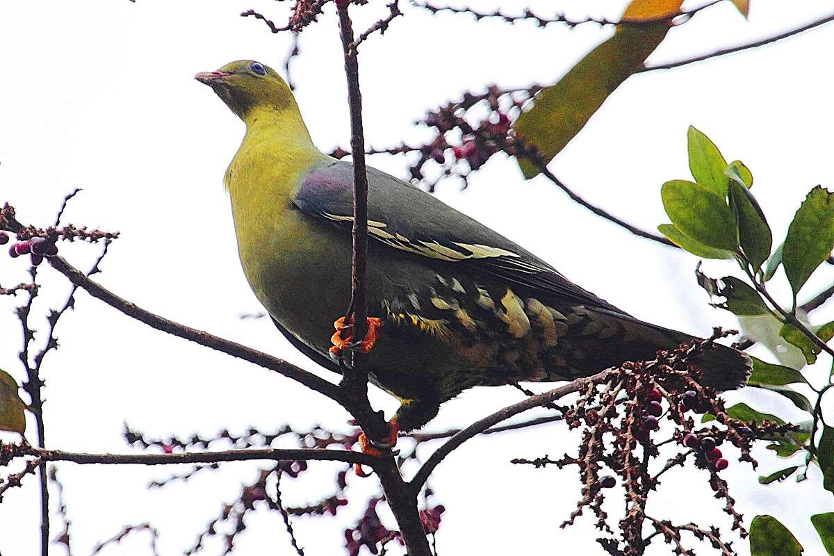 صورة Treron australis (Linnaeus 1771)