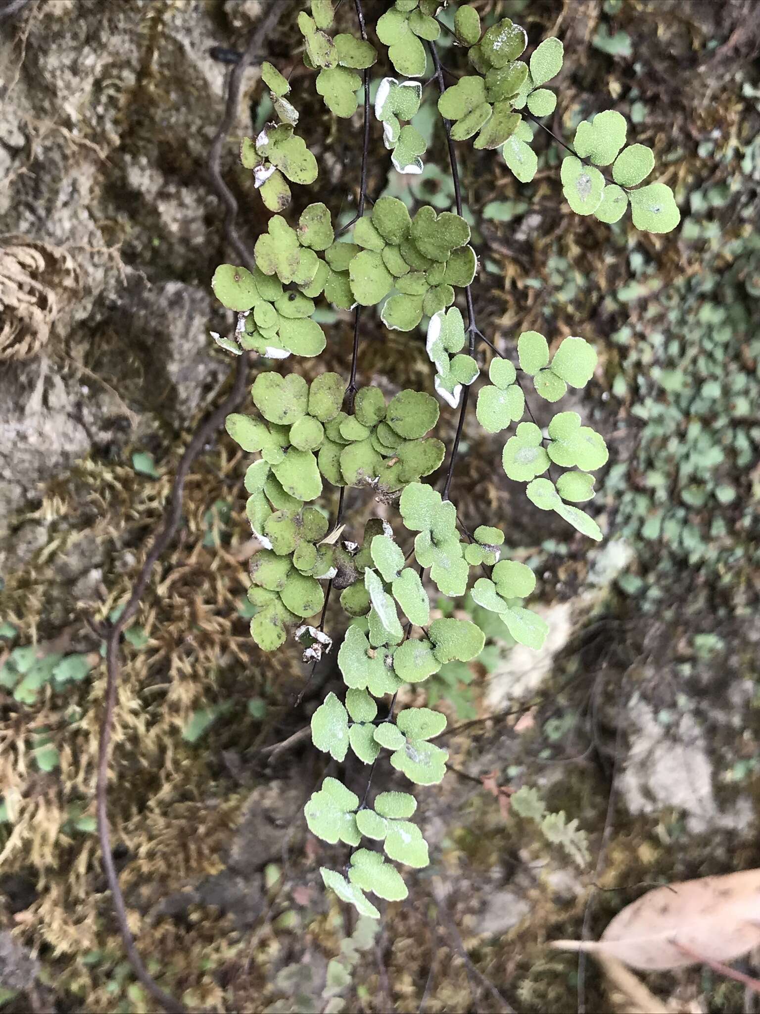 Image of hairy false cloak fern