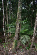 Image of Freycinetia excelsa F. Muell.