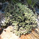 Image of Paronychia andina A. Gray