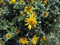 Image of Berkheya fruticosa (L.) Ehrh.