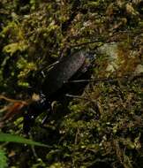 Carabus (Platycarabus) creutzeri Fabricius 1801 resmi