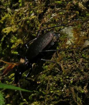 Carabus (Platycarabus) creutzeri Fabricius 1801 resmi