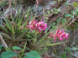 Image of Tillandsia geminiflora Brongn.